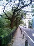 風の散歩道.JPG